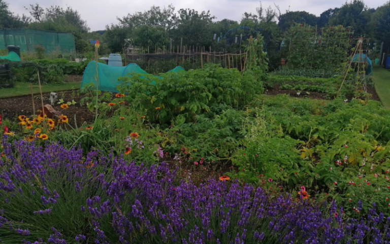 Urban Agriculture & Democratisation: Comparing Allotments & Community Gardens trajectories in London