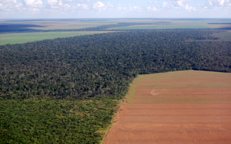 Deforestation in the amazon