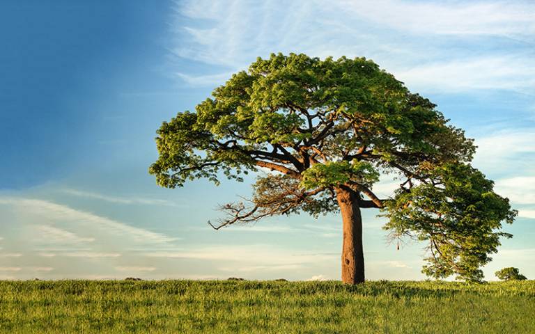 Photo of a tree in a green grassy field against a blue sky.