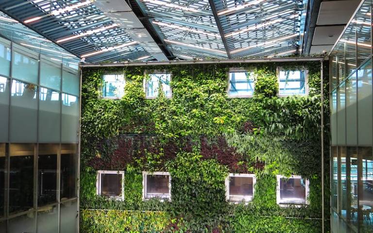 Photograph of plants growing on a wall inside a building