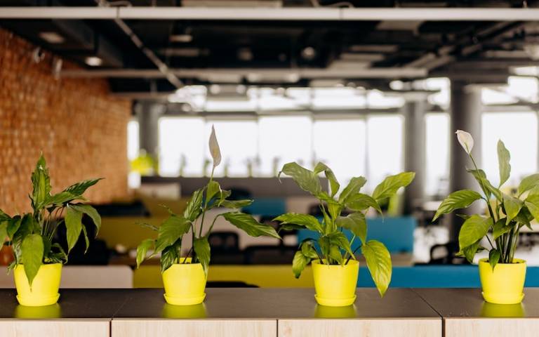 Image of plants in an office