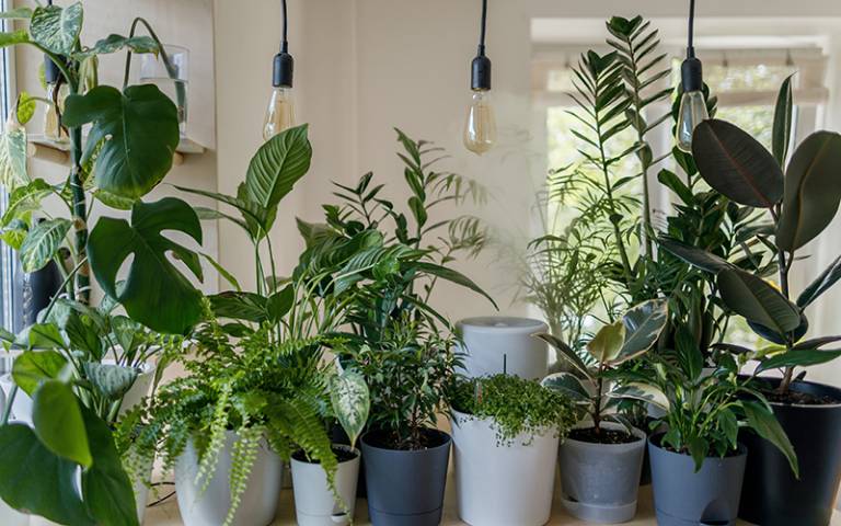Photograph of house plants