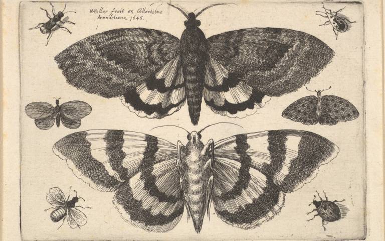 Historical illustrations of Moths