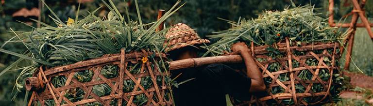 A farmer in Bali -  Photo by Radoslav Bali from Unsplash