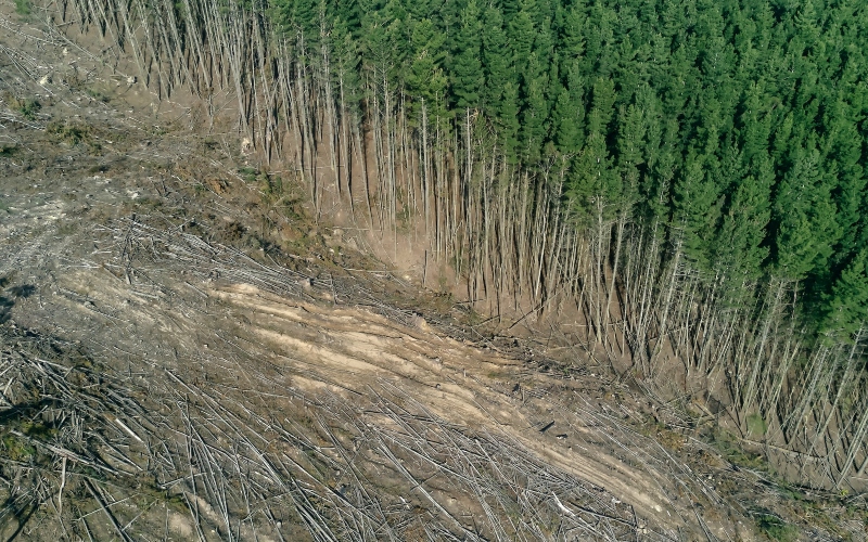 An image of deforestation 