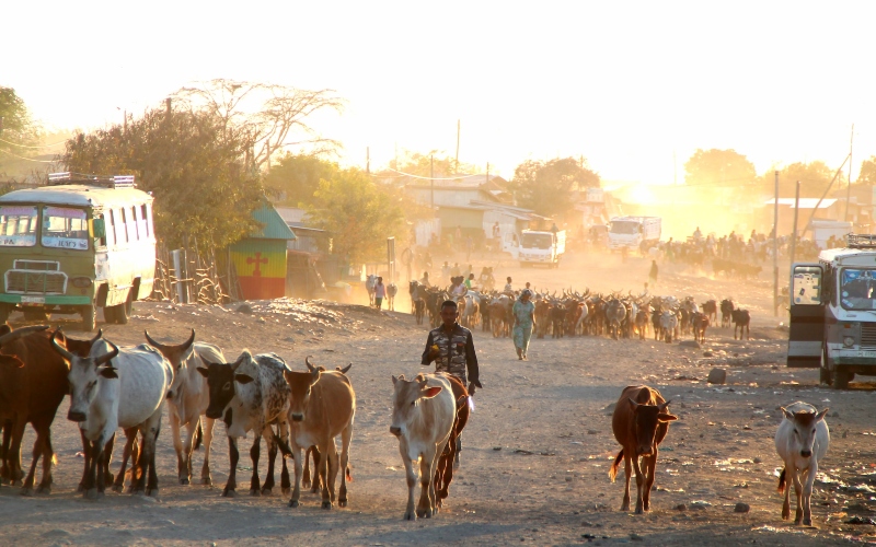 Cows in the road in Ethiopia