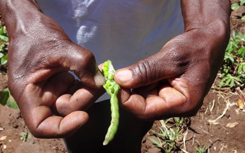 A pair of hands hold a half open pea pod