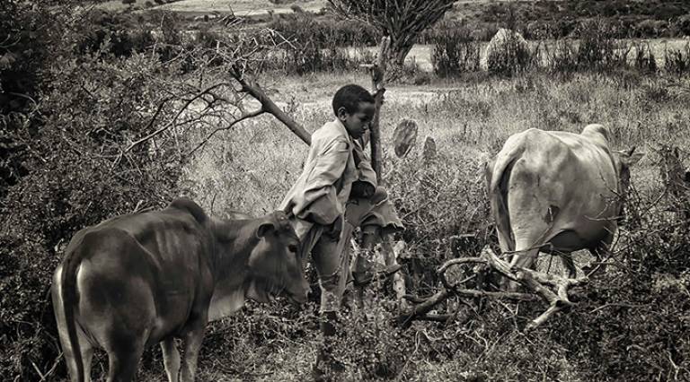Ethiopia Control of Bovine Tuberculosis Strategies