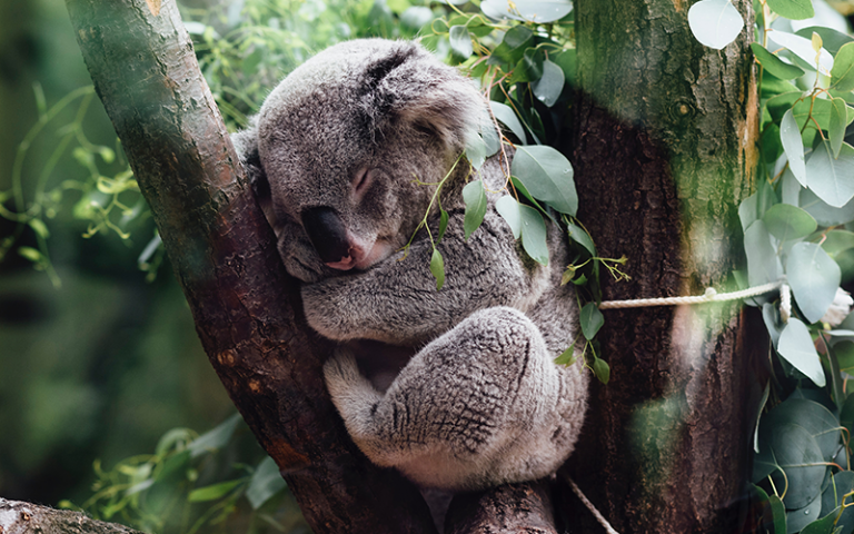 A koala sleeping in a tree. 