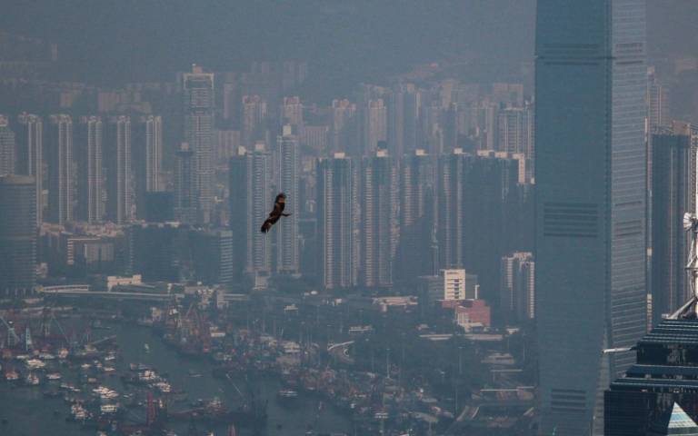 Bird flies over a city