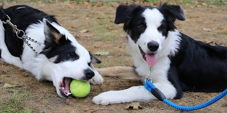 two black and white dogs playing with a ball