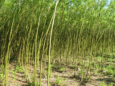 Willow plantation