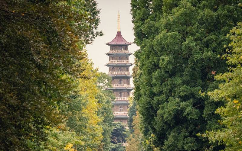 tall northeast asian style tower seen through thick trees