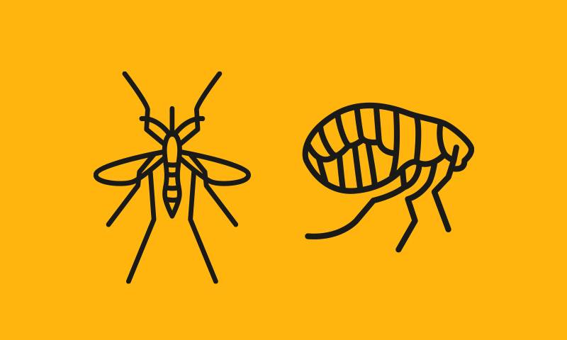 A graphically designed image of a mosquitto