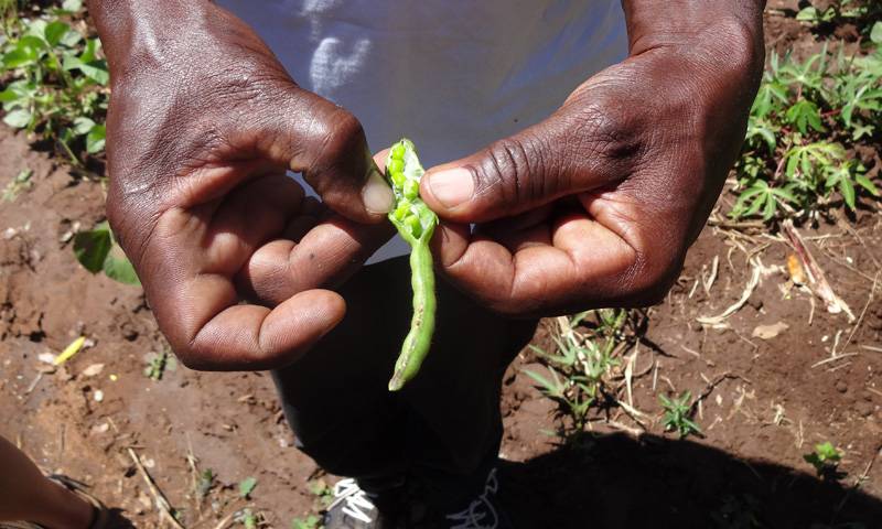 A close up image of a person holding beans, showing them to the camera