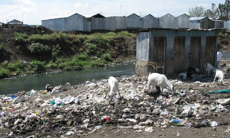 Image of goats feeding on urban rubbish heap in developing country