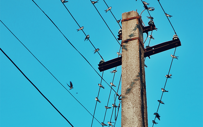 Birds sitting on wires with a blue sky 