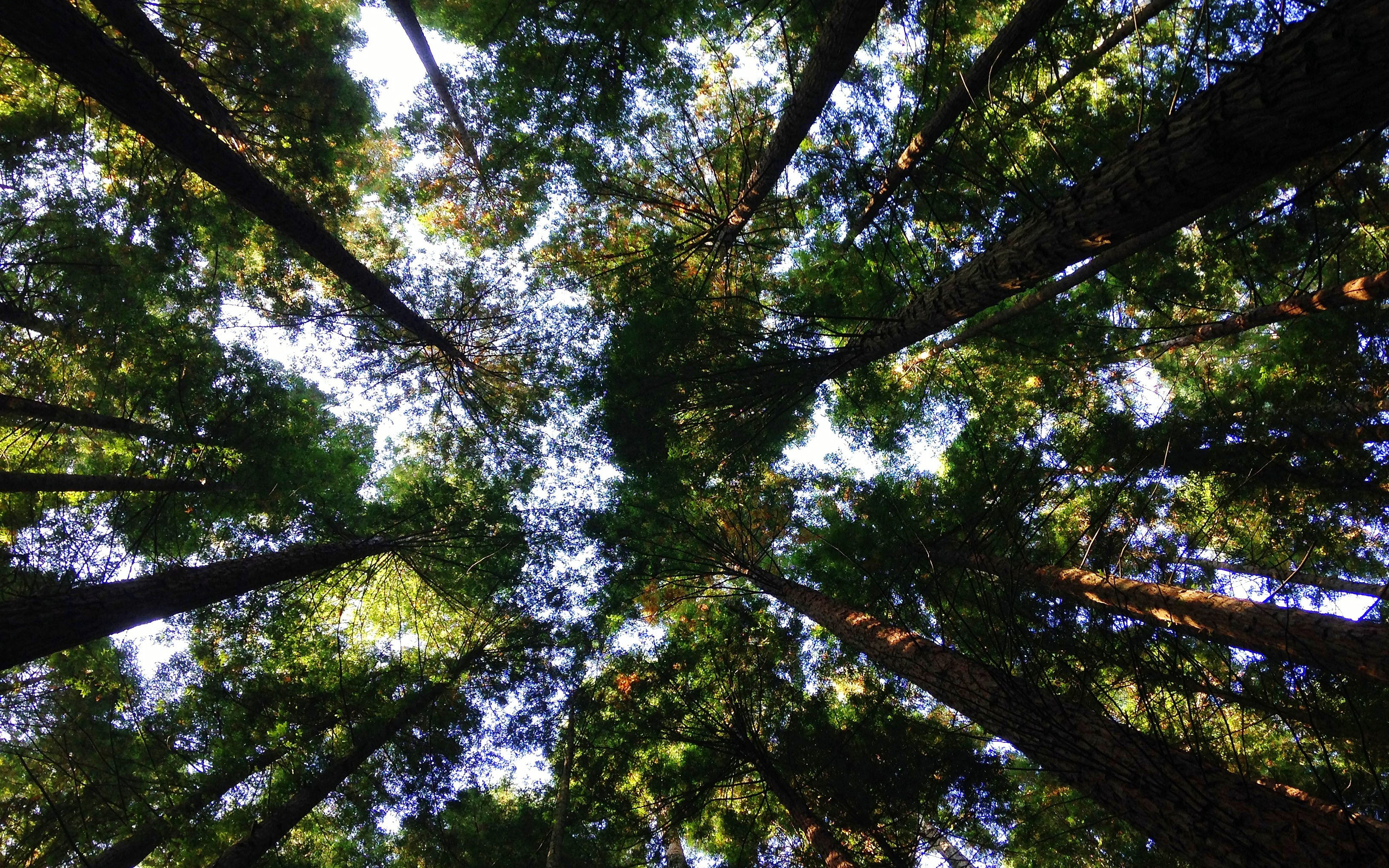 Treetops seen from the ground
