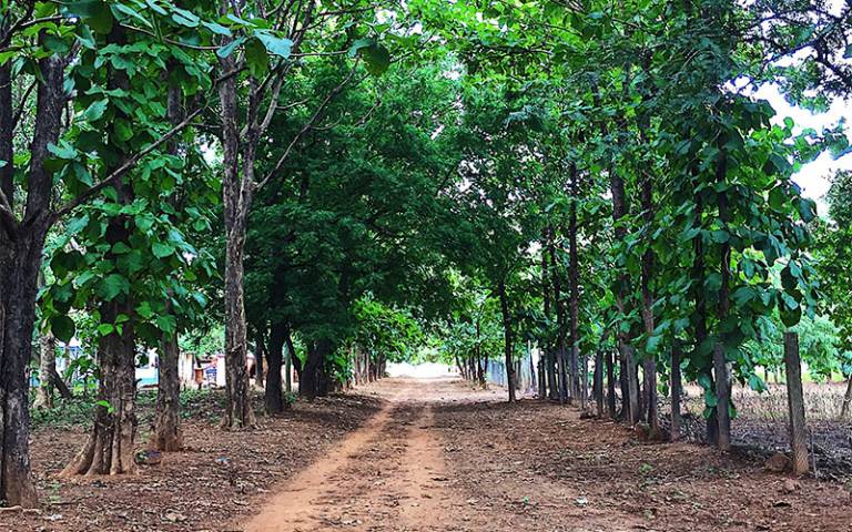 Row of trees in Yendi, Ghana