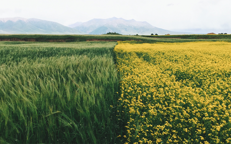 Photo of half wheat and half yellow rapeseed flower field