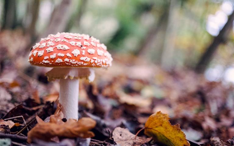 Red toadstool on a brown leaf forest floor 