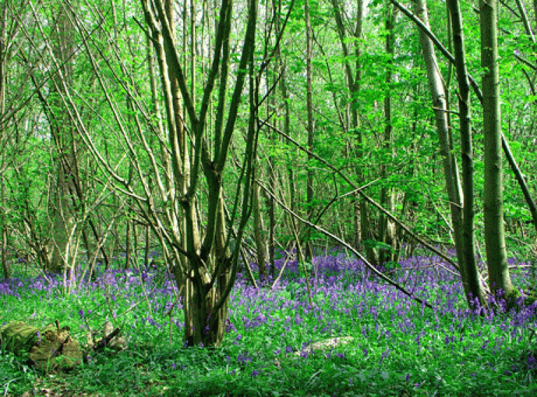 Bluebell Wood C Freeimages
