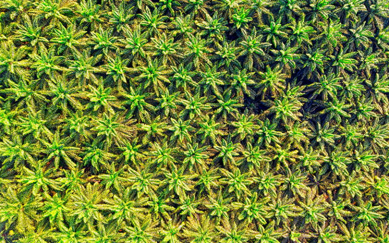 aerial view of palm trees 