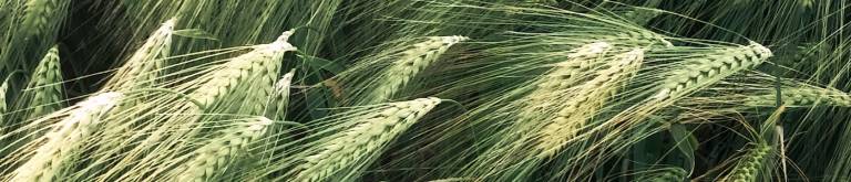 Whea cropt in a field