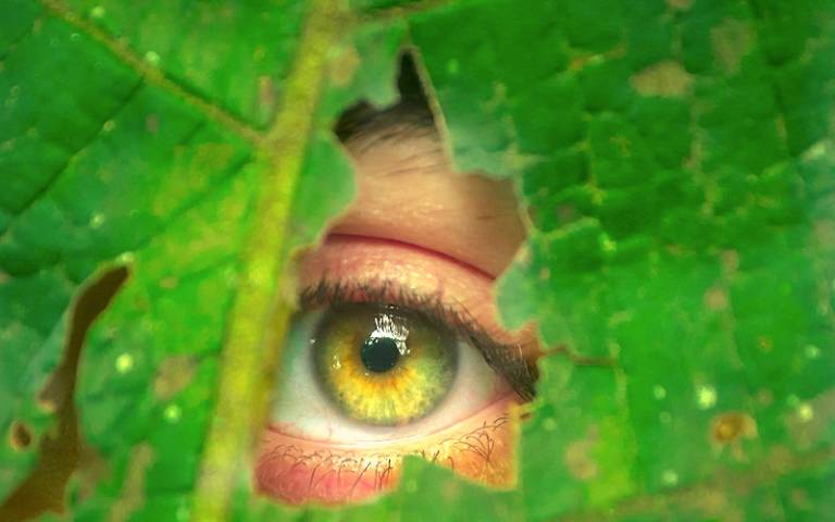 Close-up image of a human eye seen through a torn leaf