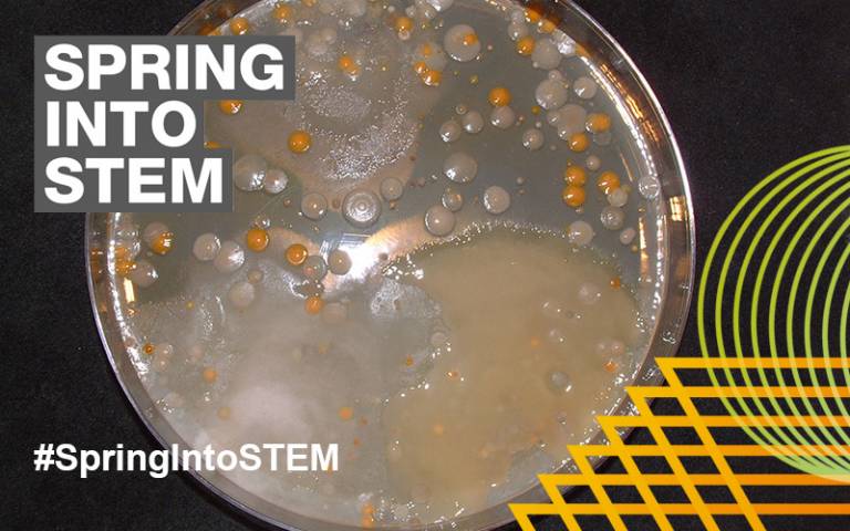 Petri dish overlaid with Spring Into STEM