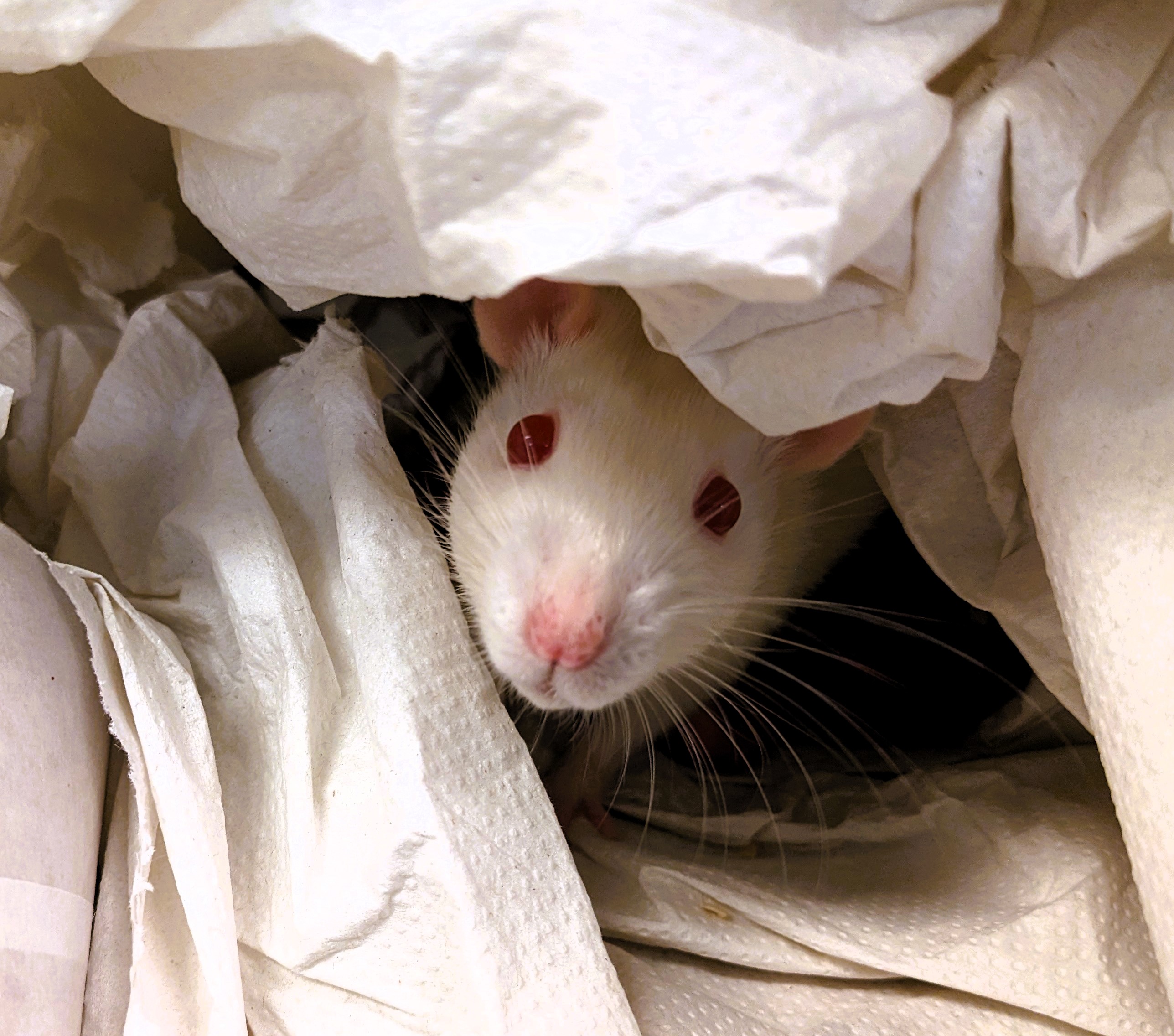 Rat in a nest