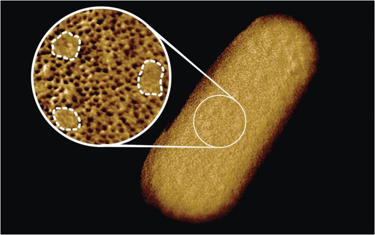 Microscopy image of a living E. coli bacterium, revealing the patchy nature of its protective outer membrane. A densely packed network of proteins is interrupted by smooth, protein-free islands (labelled by dashed lines in the inset)