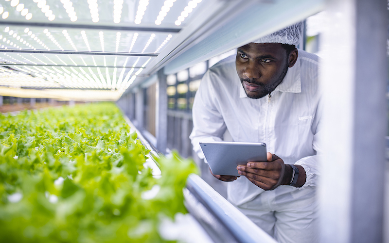 man inspecting crops in lab