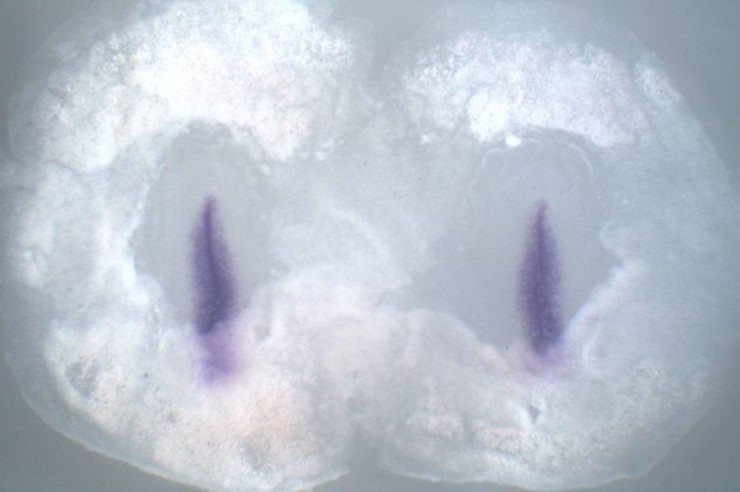research image from Claudio Stern lab showing embryo