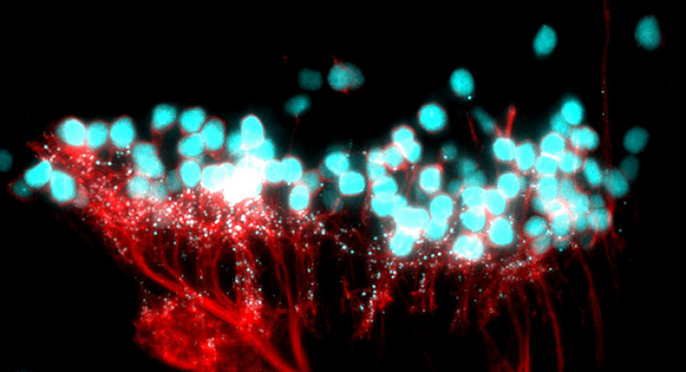 ‘Synaptic Nightlife’ image, using lightsheet microscopy, from the hindbrain of a live zebrafish larva at night, showing neurons (red and cyan) in creating and disassembling new and old connections called ‘synapses’ (small cyan specks)