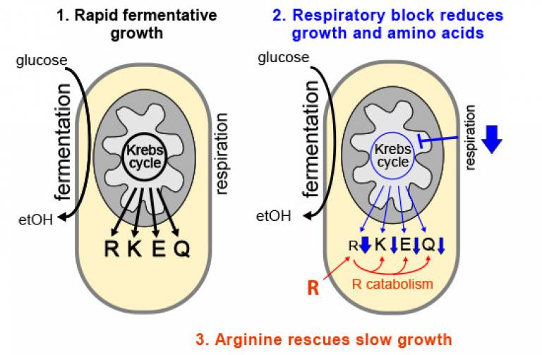 Photo from Bahler lab EMBO paper on yeast respiration