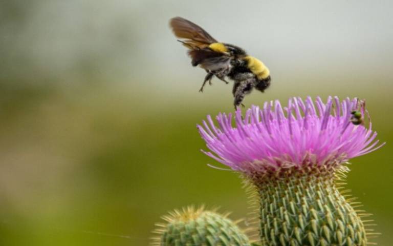 A bee on a thistle flower