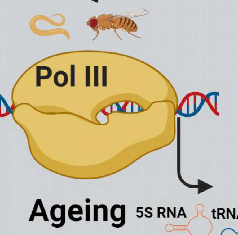 RNA pol III