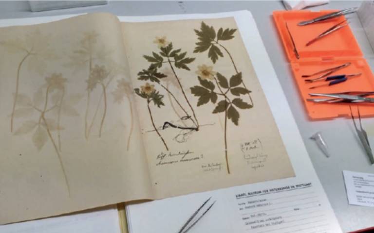 The image shows some pressed plants