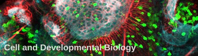 UCL Cell and Developmental Biology