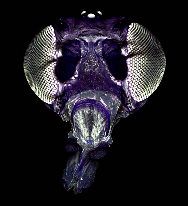 image of a fly head