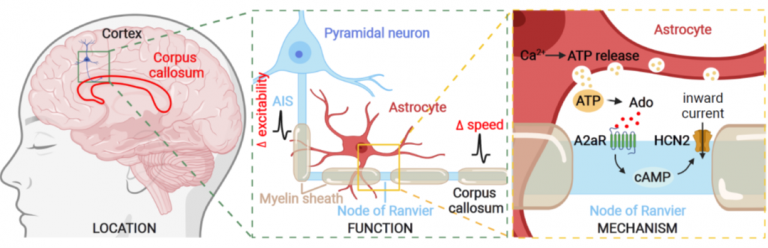 evoked_atp_release_regulates_myelinated_axon_excitability_and_conduction_speed