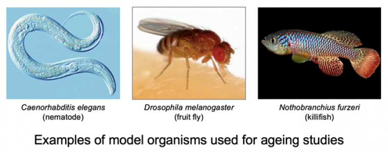 examples_of_model_organisms for ageing research