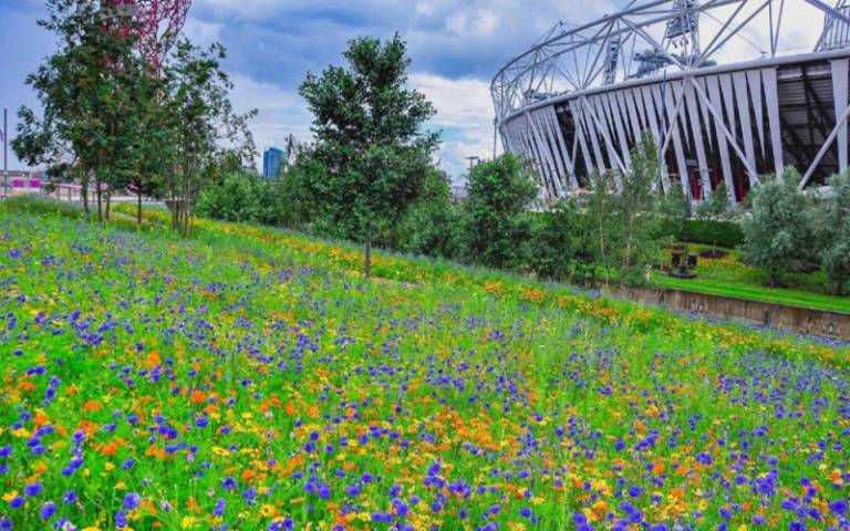 A floral field in the Olympic Park
