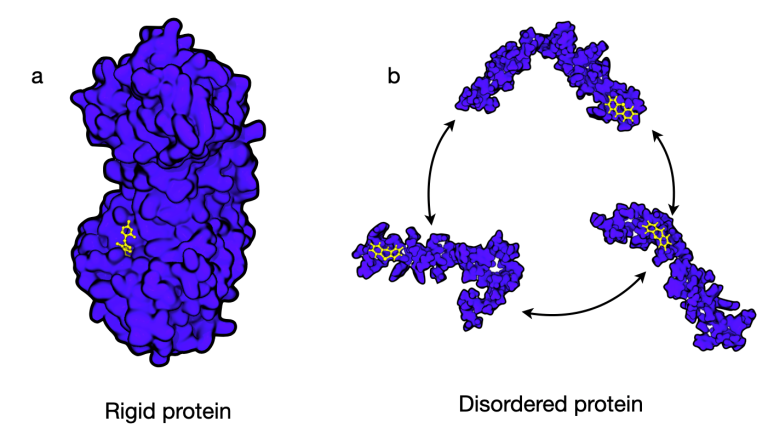Targeting disordered and flexible proteins represents a novel drug discovery strategy.