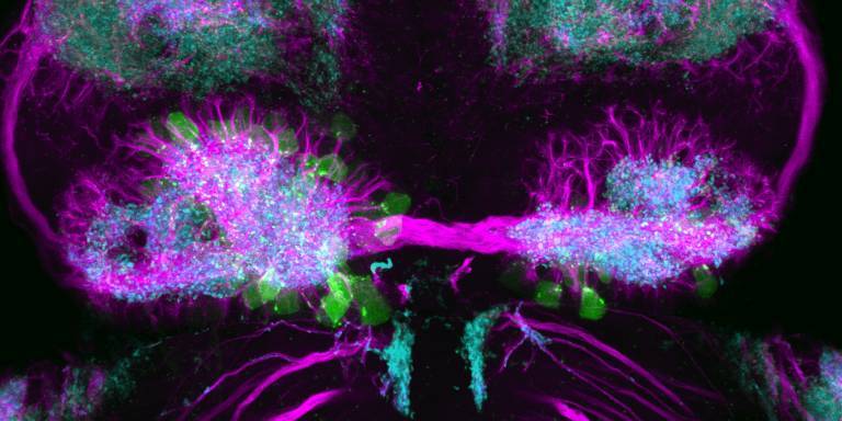 Image of the left and right habenula in the brain of a young zebrafish fry. The neurons (green), neuronal processes (magenta) and synaptic connections (blue) show asymmetries between left and right sides. Image Wilson lab (Ana Faro and Tom Hawkins)