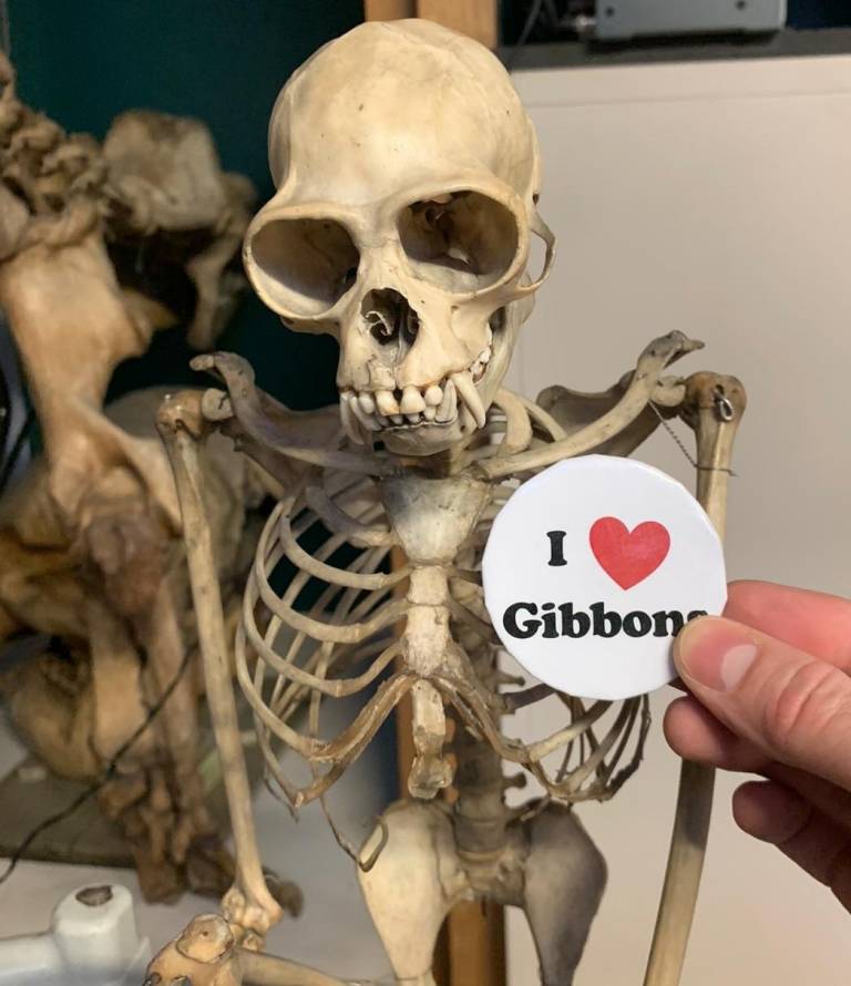 gibbon_3.jpg