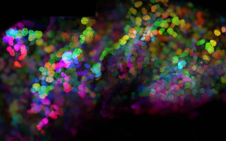 photo neural crest cells image