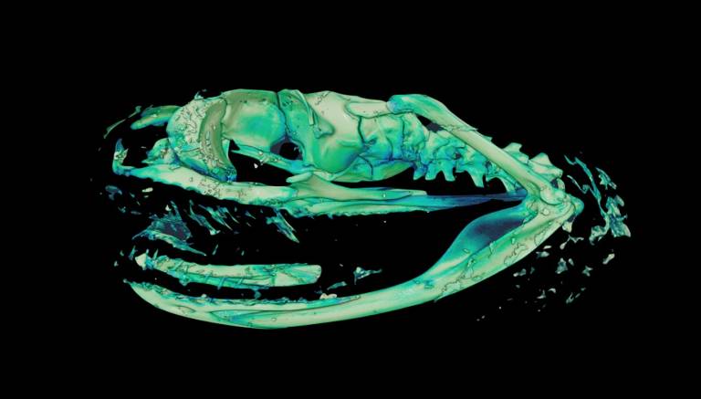 Outputs of Nikon micro-CT scanner - skull of Blanding's cat snake