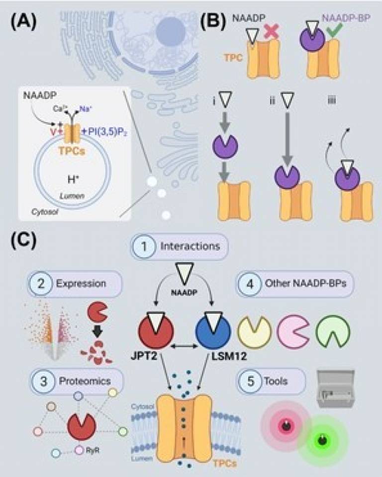 image of receptor proteins for the Ca2+ mobilizing messenger NAADP 